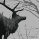 Agalloch - The Mantle  CD