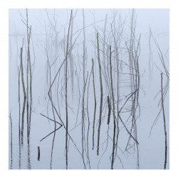 Olhava - Frozen Bloom DLP