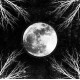 Corpus Christii - PaleMoon LP
